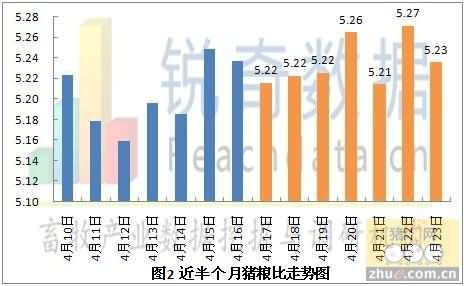 最新淘汰母猪价格及分析综述