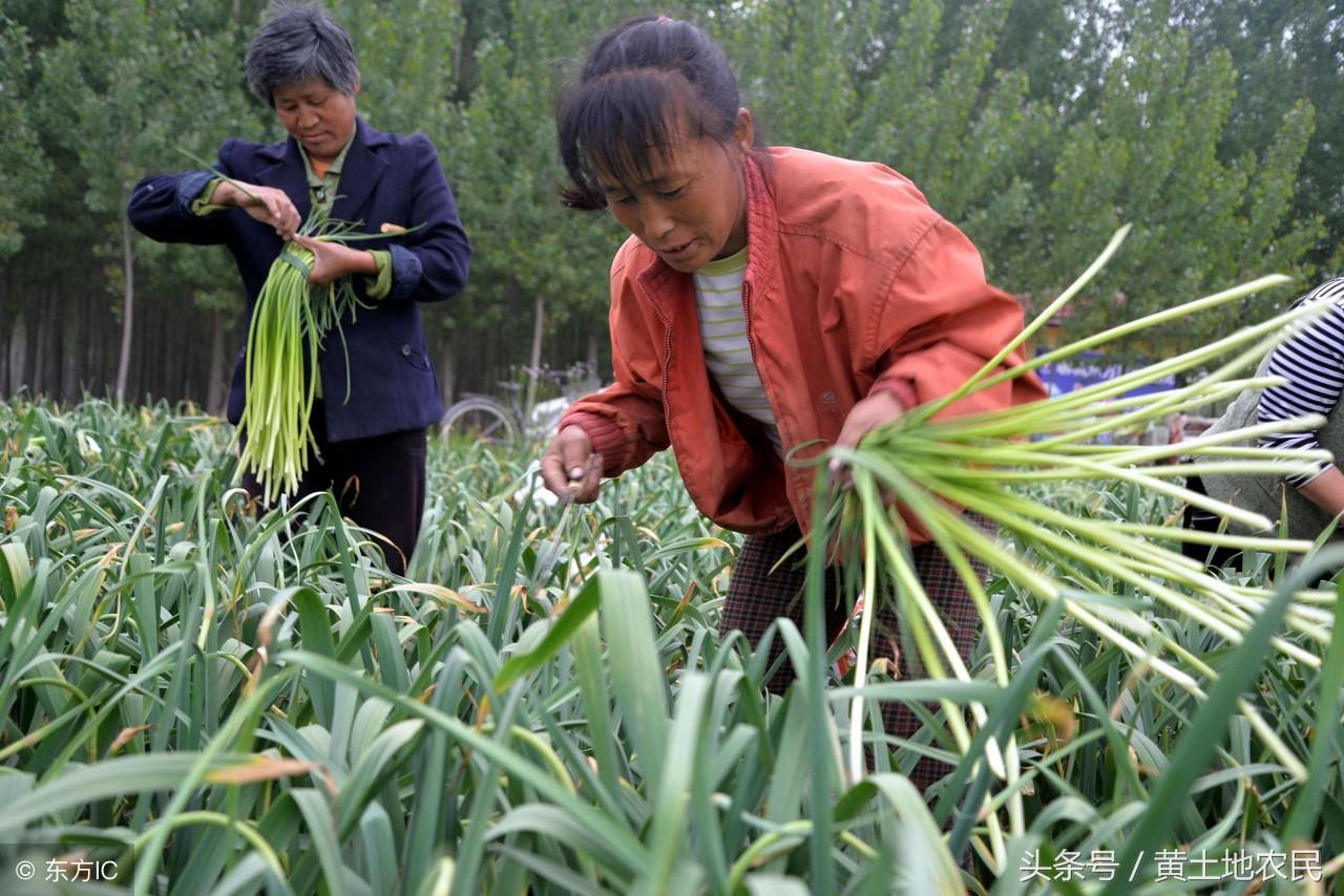 走马观花 第17页