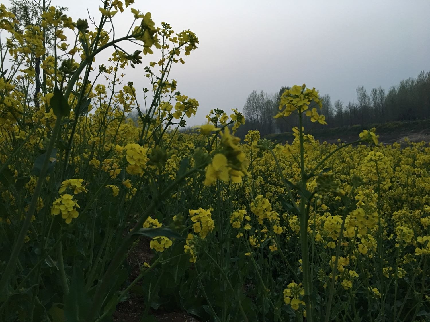 郯城天气预报，自然美景的探索之旅