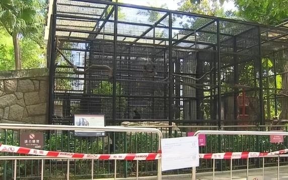 香港动植物公园猴子离奇死亡事件引发社会关注与深思