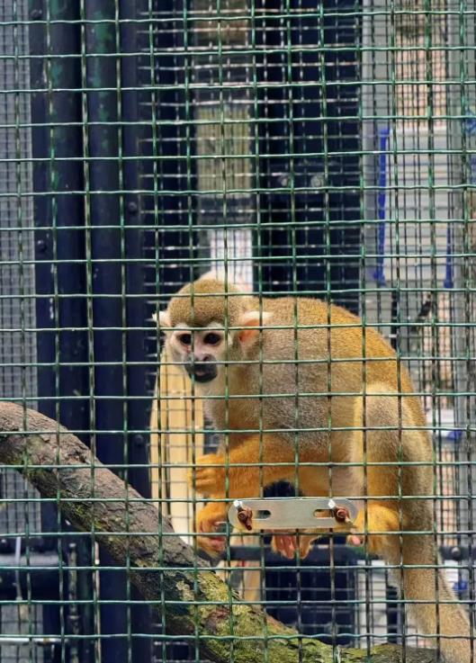 香港动植物公园一周内10只猴子死亡