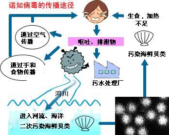 诺如病毒高发季，应对之力与自信成就感的召唤