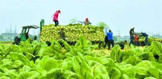 四川回应菜地被插违反大气法事件，绿色秘境与美食背后的故事