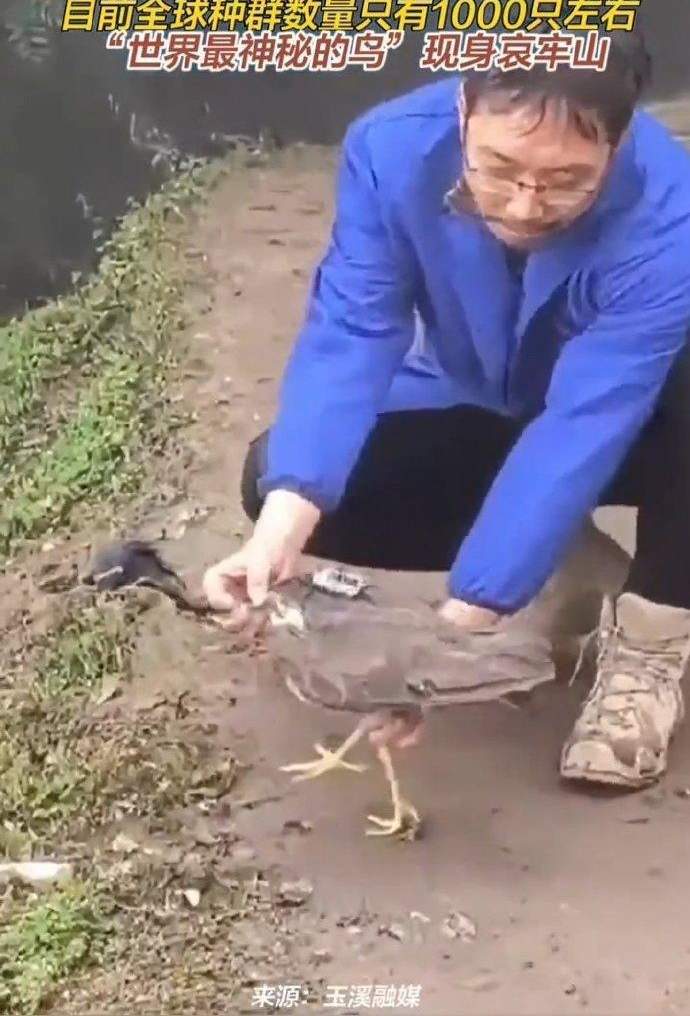 哀牢山发现神秘之鸟，一段寻鸟探秘的温馨之旅