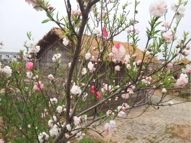 繁花获金鹰奖6项提名，小巷美食秘境闪耀荧屏