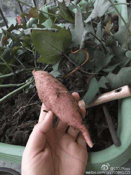 医生回应男孩误食滴水观音事件，智能识别助力生活安全，科技引领新时代警觉