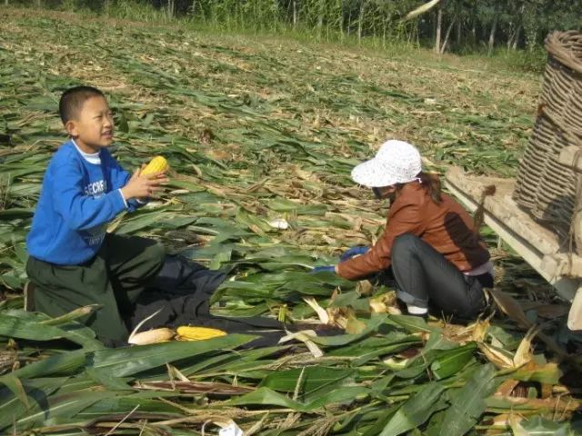 老人拾玉米被打致死伤事件引发关注，当地回应与心灵平静之旅背后的悲剧