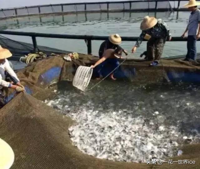 水产价格行情最新获取指南，最新价格一网打尽！