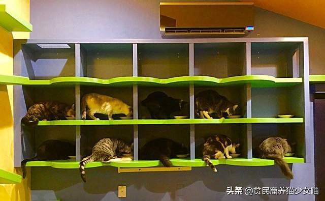 猫咪社区最新版，专属猫乐园的极致体验