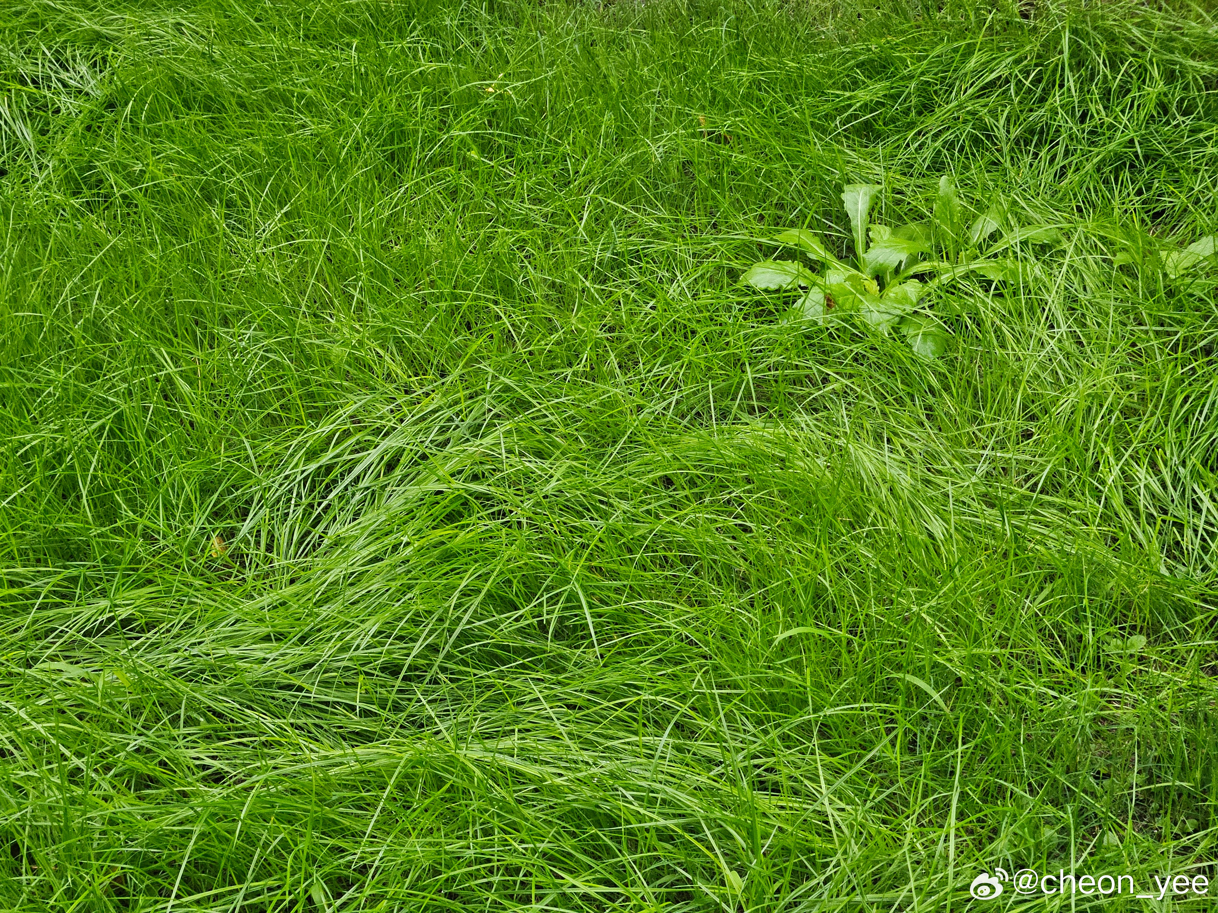 友情绿意与家的温馨，探寻小草最新地址