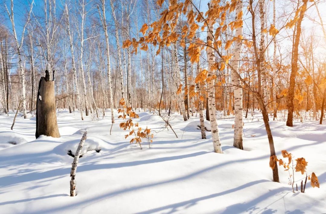 冬雪最新，人生的进阶之路探索