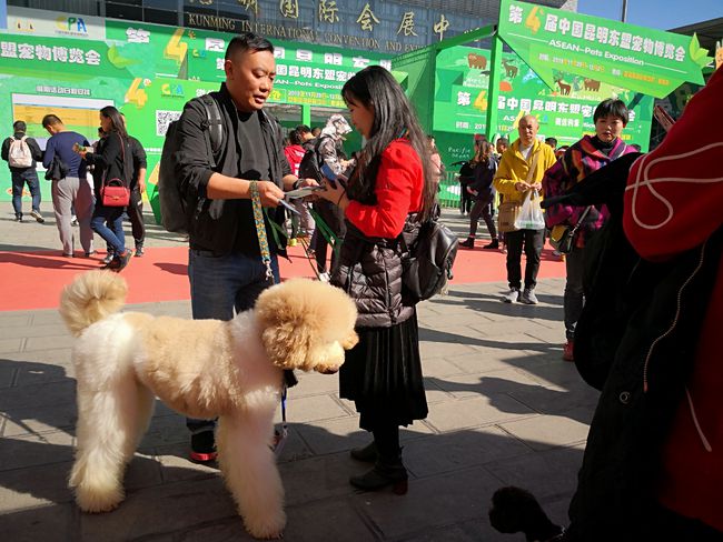 与时俱进，宠物新潮引领励志人生