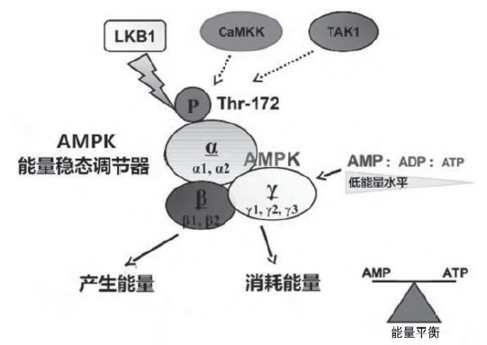 关于AKK的最新深度探析观点论述