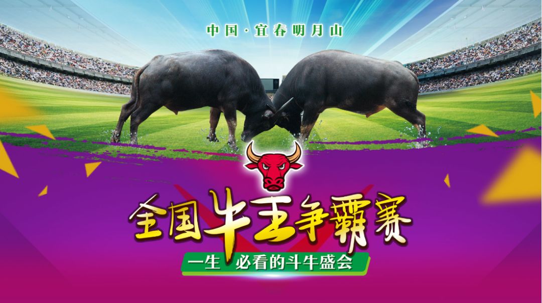 中国牛王争霸赛最新动态，赛场激战正酣
