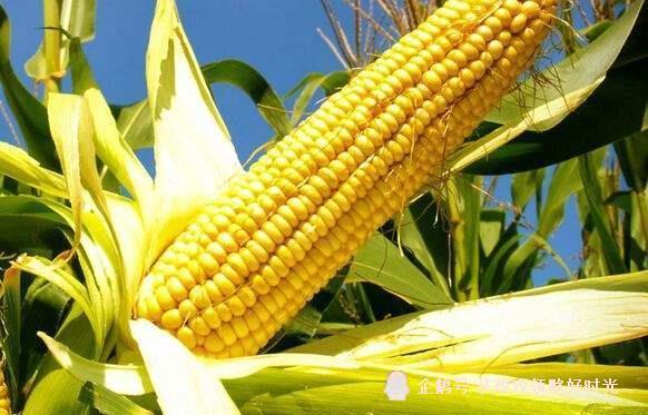 阜阳玉米最新价格，时代变迁与市场的波动影响
