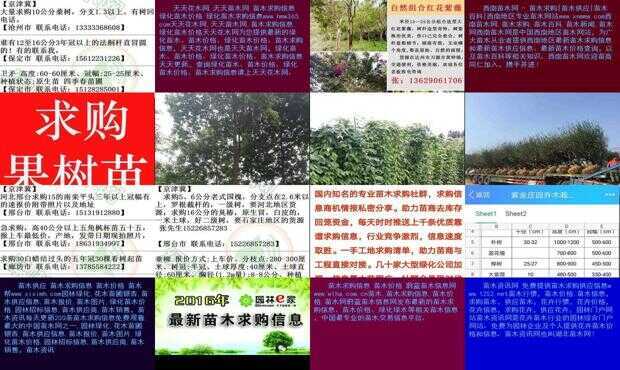 求购苗木最新消息汇总，最新动态一网打尽