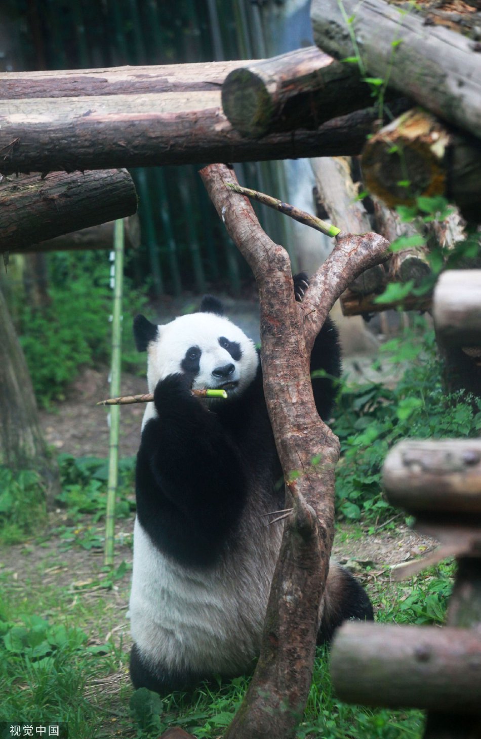 南京熊猫最新动态，学习变革，自信闪耀