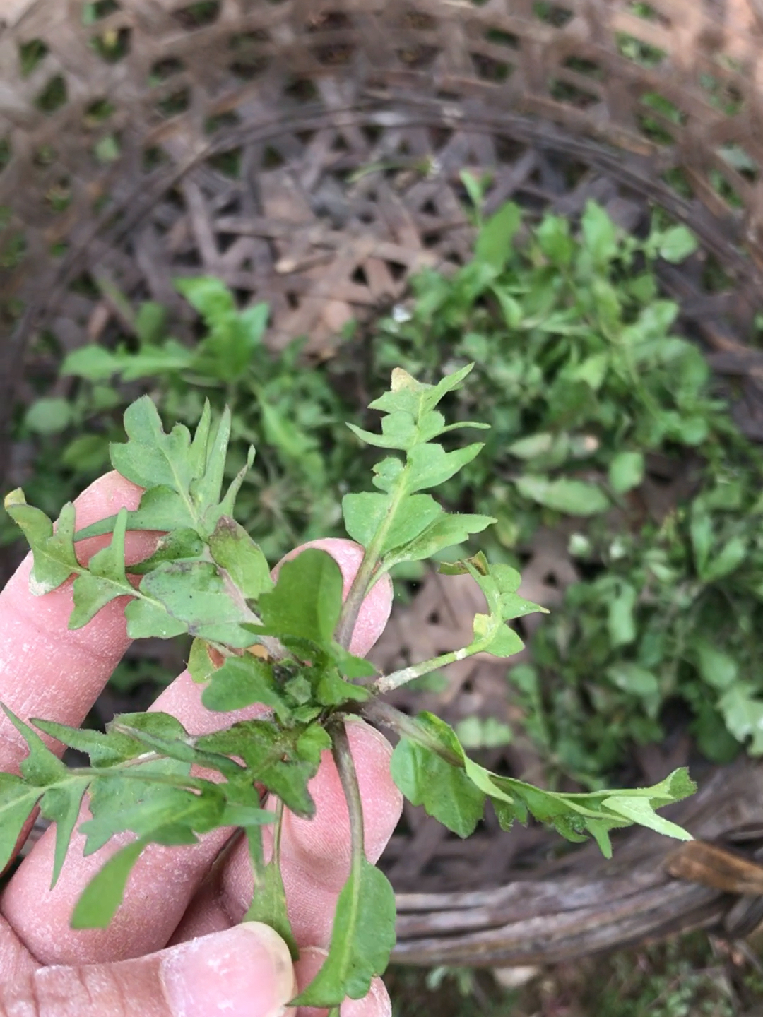 远离非法色情内容，探索种植乐趣，实用指南教你如何种植久久草及其他植物